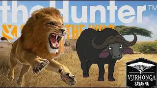 Hunting Lion and Cape Buffalo "Black Death" (The Hunter Call Of The Wild)