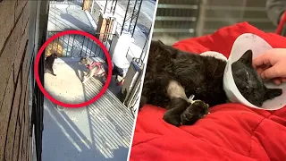 2 People Intentionally Let Dogs Loose to Attack Cat on Porch