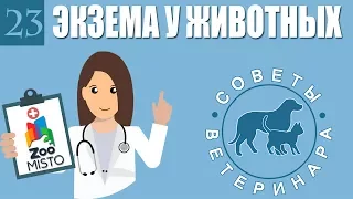 Экзема у домашних животных | Как лечить Экзему | Симптомы и профилактика экземы | Советы Ветеринара