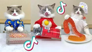 That Little Puff | Cats Make Food 😻 | Kitty God & Others | TikTok 2024 #73