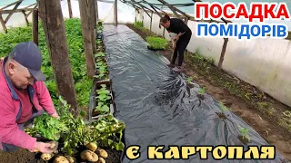 Садимо помідор в теплиці без отримання