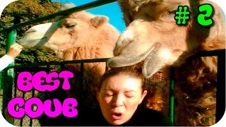 Самые смешные приколы в Coub  [Best COUB] ★СМЕШНЫЕ ПРИКОЛЫ.Лучшие приколы 2015.#2