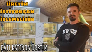 Muhabbet Kuşu üretimi için yapılması gerekenler/Muhabbet kuşu bakımı/Muhabbet kuşu üretimhanesi