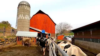 A Wild Morning On A Dairy Farm! (They Got Out!)