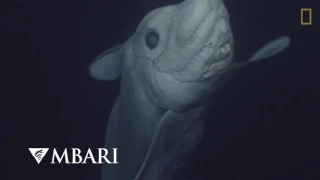 Акула - Призрак Химера (Ghost Shark Caught on Camera for the First Time)