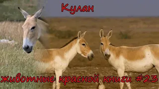 Кулан - животные красной книги #23