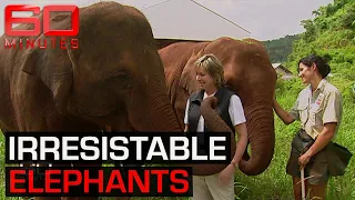 The elephant sized problem: are they better off in the wild or in our zoos? | 60 Minutes Australia