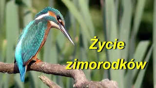 Życie zimorodków ( Alcedo  atthis ) w Poznaniu - Naramowicach