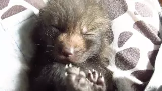 2 Weeks Old (pet) Smokey Red Baby Fox