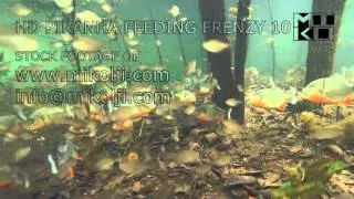 PIRANHA FEEDING FRENZY 10 HD