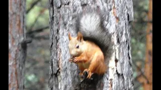 Белка на дереве | Squirrel on a tree