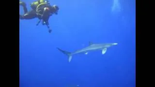 Shark Expedition with CW Azores