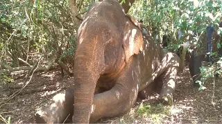 Sympathetic attempt to help distressed Elephant