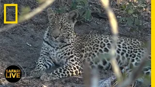 Safari Live - Day 246 | National Geographic