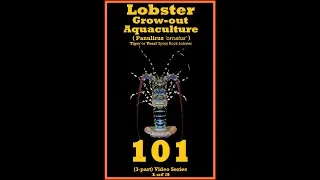 Tropical Spiny Rock Lobster 101 - species Panulirus 'ornatus' - Video (1of3)