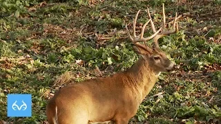 170" Iowa Whitetail | Michael Waddell | Monster Bucks Monday