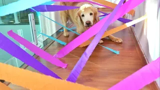 Obstacle Course Challenge CAT vs DOG