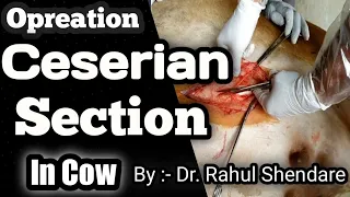 Opreation Ceserian Section in Cow by Dr Rahul Shendare, #DrRahulVets