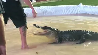 Alligator Bites Man's Finger OFF! #shorts