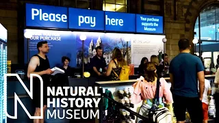 Natural History Museum Gift Shop & Lego Selection 2022 | Steff Hanson