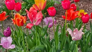 Colorful Spring Flowers & Trees - All the Pinks, Purples, White & Yellow 🌻 🌸