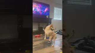 A Pomeranian dancing