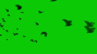 Birds "Crows"  Green screen 🟩🍀 [Chroma]