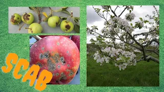 Controlling scab and other fruit tree diseases