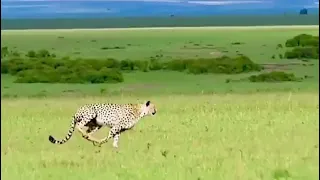 Gazelle escapes from cheetah at the very last second 😳 #shorts