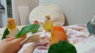 【シロハラインコ コザクラインコ】みんな葉っぱ大好き🍀😌🍀