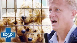 200 Puppies & Dogs Rescued in Shocking Condition 💔 Bondi Vet Coast to Coast S4E6 | New Full Episodes