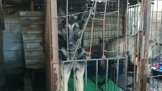 playful.. please 🙏🙏🙏 share, subscribe for my dogs cage... #viral #ytpremium #trend #dog #subscribe #