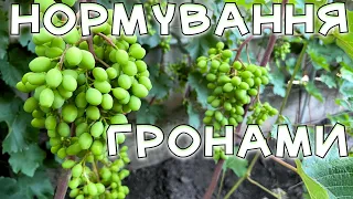 НОРМУВАННЯ ВИНОГРАДУ ГРОНАМИ. ЦЮ ЧАСТИНУ УРОЖАЮ НЕОБХІДНО ВИДАЛИТИ