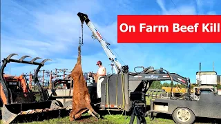Beef Harvest, On Farm Butchering. A Beef Kill With Step by Step Explanations.