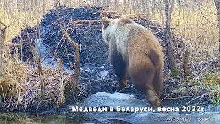 Медведи весной в Беларуси,  медвежьи истории весна 2022 года. Наблюдения за медведями.