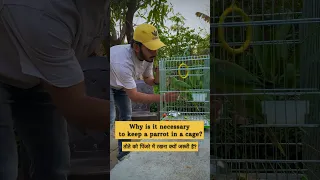 Helping Bird Lovers community✅🦜 #parrot #pahadi #alexander #shorts #information