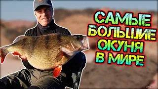 Пойман самый большой окунь в мире! ТОП 5 самых больших когда либо пойманных окуней во всём мире.