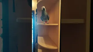 ✅ Ух ты какая, А! 🤣 Любимое место у Петруни  🐣 ЖАКО ПЕТРУНЯ 🐦FUNNY PARROT ZHAKO PETRUNYA 🔥  #shorts