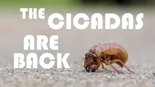 Cicada Dance