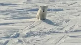 На берегу Чукотского моря сургутяне встретили белого медведя