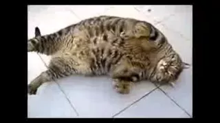 [Funny Cats] Video Compilation Funny Cats! Compilation 2014 Funny Cat Videos Ever Part #1