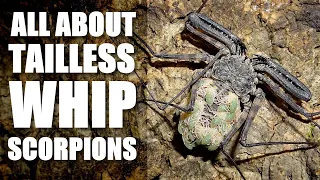 An introduction to Tailless whip scorpions