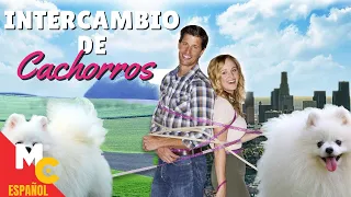 Intercambio De Cachorros: Una Historia De Amor Sin Límites | ¡Película Familiar En Español Latino!