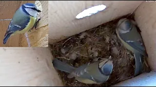 2024-05-11 Blue Tit laying egg