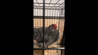 Barred Rock voice
