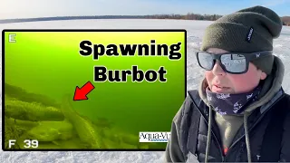 Massive School of Spawning Burbot  (Underwater Footage)