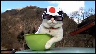 Funny Cats Compilation Part 1 (Смешные Кошки Подборка Часть 1)