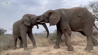 Elephant bulls, Fishan & Jabulani in an incredible sparring match of strength and tactics 🐘