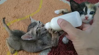 Orphan Kitten is ANGRY at Trouble-Making Sibling During Bottle FEEDING!