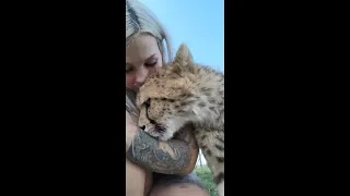 Cheetah Purring as Owner Kisses and Pets It
